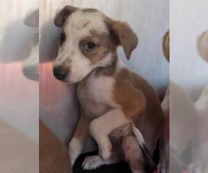 Labrador Retriever-Unknown Mix Dogs for adoption in San Antonio, TX, USA