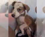 Small Labrador Retriever Mix