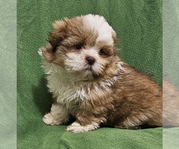 Medium Photo #1 Mal-Shi Puppy For Sale in CONWAY, SC, USA
