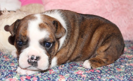 Medium Photo #2 English Bulldog Puppy For Sale in LAKEWOOD VILLAGE, TX, USA