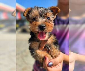 Yorkshire Terrier Puppy for Sale in BURLINGTON, Massachusetts USA