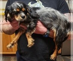 Small Photo #13 Cavalier King Charles Spaniel Puppy For Sale in BOONVILLE, NY, USA