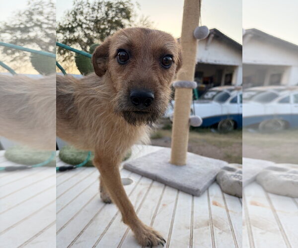 Medium Photo #1 Mutt Puppy For Sale in Grafton, WI, USA