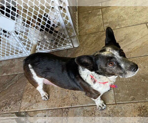 Medium Photo #3 Mutt Puppy For Sale in New London, WI, USA