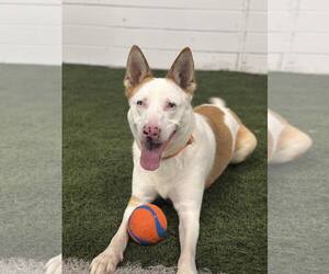 Mutt Dogs for adoption in Chester, NJ, USA