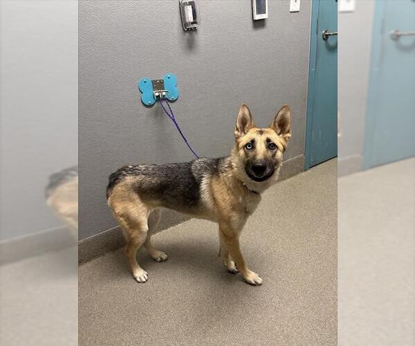 Medium Photo #1 German Shepherd Dog-Unknown Mix Puppy For Sale in Las Vegas, NV, USA