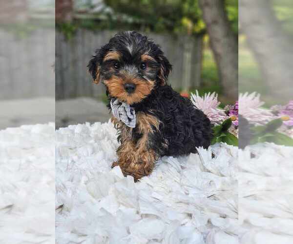 Medium Photo #2 Yorkshire Terrier Puppy For Sale in INDIANAPOLIS, IN, USA