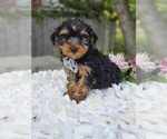 Small #1 Yorkshire Terrier