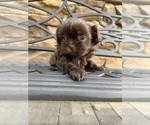 Puppy 0 Shih Tzu