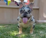 Small French Bulldog