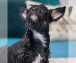 Small #3 Dachshund-Miniature Schnauzer Mix