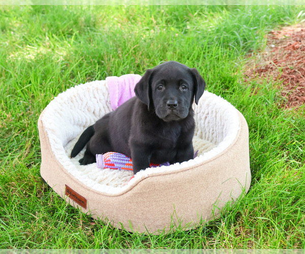 Medium Photo #1 Labrador Retriever Puppy For Sale in SYRACUSE, IN, USA
