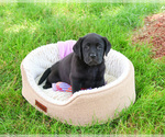 Image preview for Ad Listing. Nickname: Judith