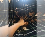 Small #31 Rottweiler