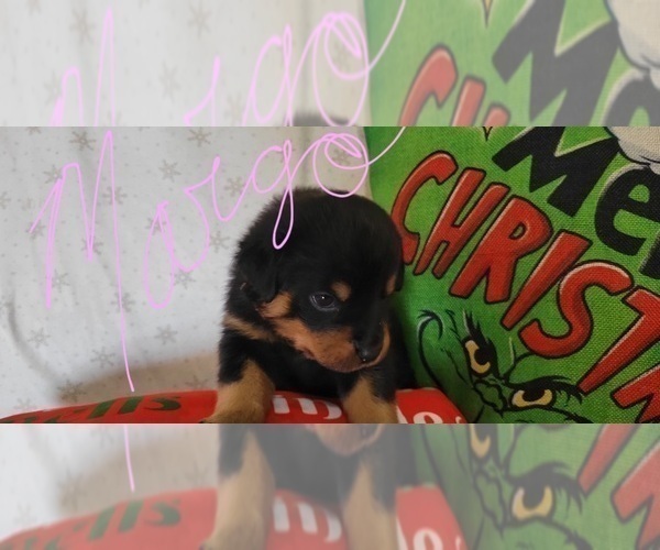 Medium Photo #4 Rottweiler Puppy For Sale in GENEVA, NY, USA