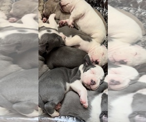 American Pit Bull Terrier Puppy for sale in WOODSTOCK, IL, USA
