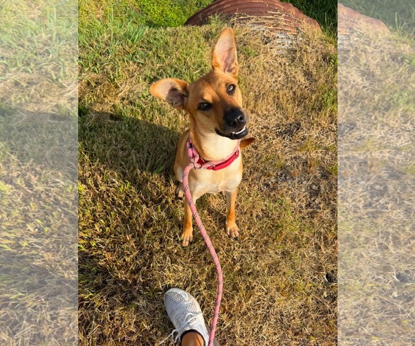 Medium Photo #2 Mountain Cur-Unknown Mix Puppy For Sale in Oakhurst, NJ, USA