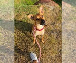 Small #1 Mountain Cur Mix