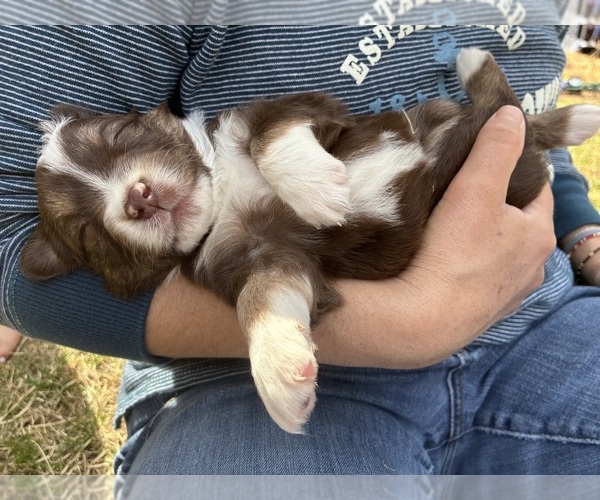 Medium Photo #2 Miniature American Shepherd Puppy For Sale in BERLIN, MA, USA