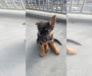 German Shepherd Dog Puppy for sale in COMMACK, NY, USA