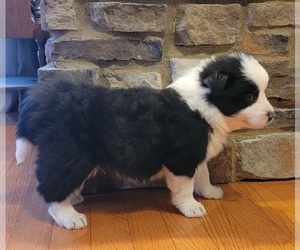 Border Collie Puppy for sale in NORRIS CITY, IL, USA