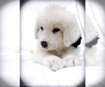 Small Photo #3 Great Pyrenees-Newfoundland Mix Puppy For Sale in CANDLER, NC, USA
