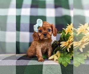 Cavalier King Charles Spaniel Puppy for sale in CHRISTIANA, PA, USA