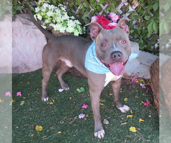 Medium Photo #1 Staffordshire Bull Terrier-Unknown Mix Puppy For Sale in Oklahoma City, OK, USA