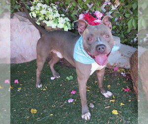 Staffordshire Bull Terrier-Unknown Mix Dogs for adoption in Oklahoma City, OK, USA