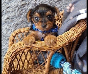 Yorkshire Terrier Puppy for sale in MANSFIELD, MO, USA