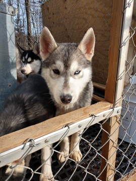 Medium Photo #1 Siberian Husky Puppy For Sale in ARARAT, VA, USA