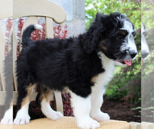 Medium Photo #6 Bernedoodle Puppy For Sale in MERCERSBURG, PA, USA