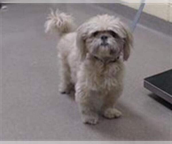 Medium Photo #1 Shih Tzu Puppy For Sale in Denver, CO, USA