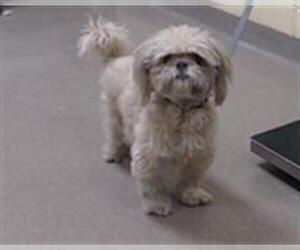 Shih Tzu Dogs for adoption in Denver, CO, USA