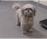 Small Shih Tzu