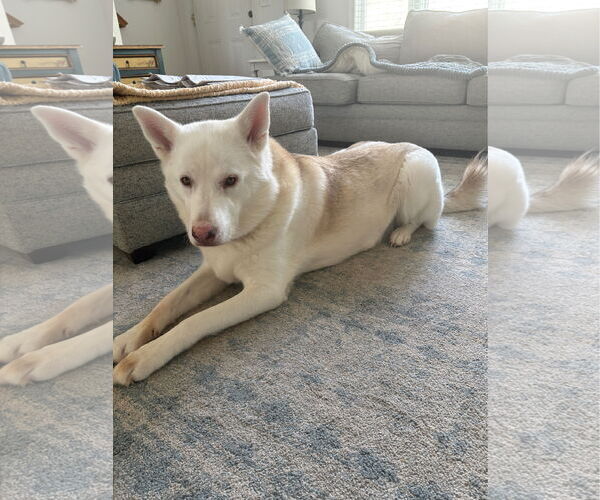 Medium Photo #1 Unknown-white german shepherd Mix Puppy For Sale in Hoffman Estates, IL, USA