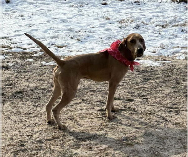 Medium Photo #3 Redbone Coonhound-Unknown Mix Puppy For Sale in pomfret, CT, USA