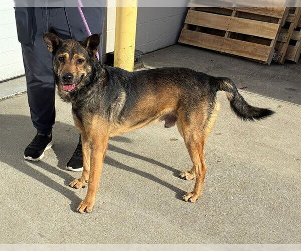 Medium Photo #1 German Shepherd Dog-Unknown Mix Puppy For Sale in Louisville, KY, USA