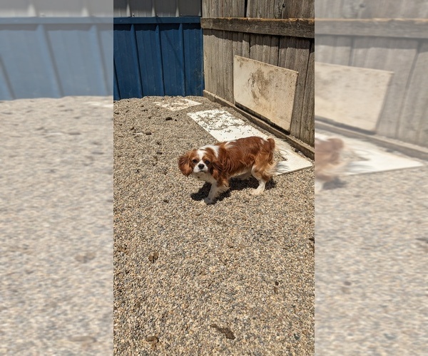 Medium Photo #1 Cavapoo Puppy For Sale in GOSHEN, IN, USA