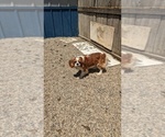 Small Photo #1 Cavapoo Puppy For Sale in GOSHEN, IN, USA
