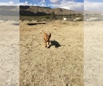 Small Photo #29 Rhodesian Ridgeback Puppy For Sale in MORONGO VALLEY, CA, USA