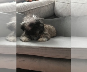 Shih Tzu Puppy for sale in MADISON, NC, USA