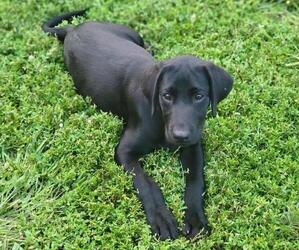 Labrador Retriever Puppy for sale in APPOMATTOX, VA, USA