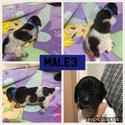 Small Photo #4 German Shorthaired Pointer Puppy For Sale in MOUNT PLYMOUTH, FL, USA