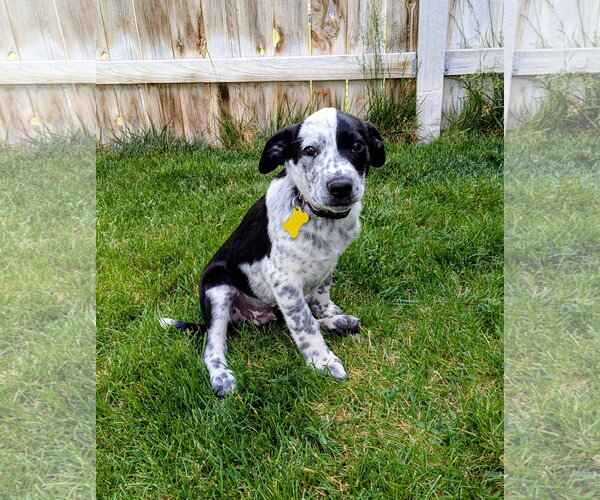 Medium Photo #4 Border Collie-Unknown Mix Puppy For Sale in Sandy, UT, USA