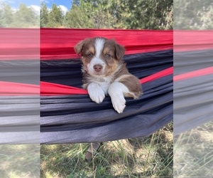 Australian Shepherd Puppy for sale in SPRINGDALE, WA, USA