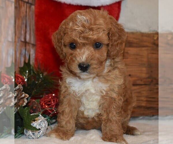 Medium Photo #4 Cavapoo-Poodle (Miniature) Mix Puppy For Sale in NEWPORT, PA, USA