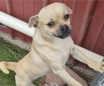 Small Pug Mix