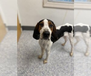 Treeing Walker Coonhound Dogs for adoption in Lacombe, LA, USA