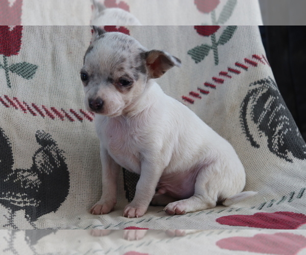 Medium Photo #2 Chihuahua Puppy For Sale in SHILOH, OH, USA